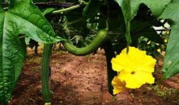 加拿大丝瓜爆料事件视频,揭秘事件背后真相